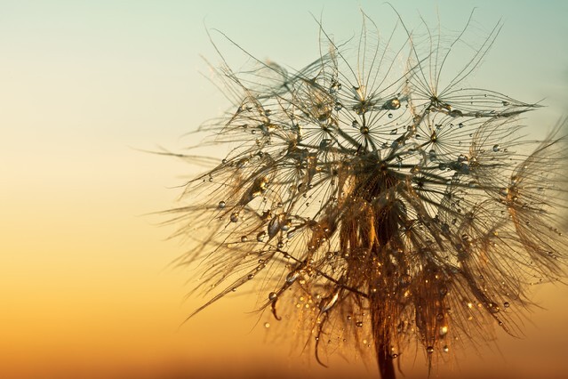 Dandelion on a background sunset